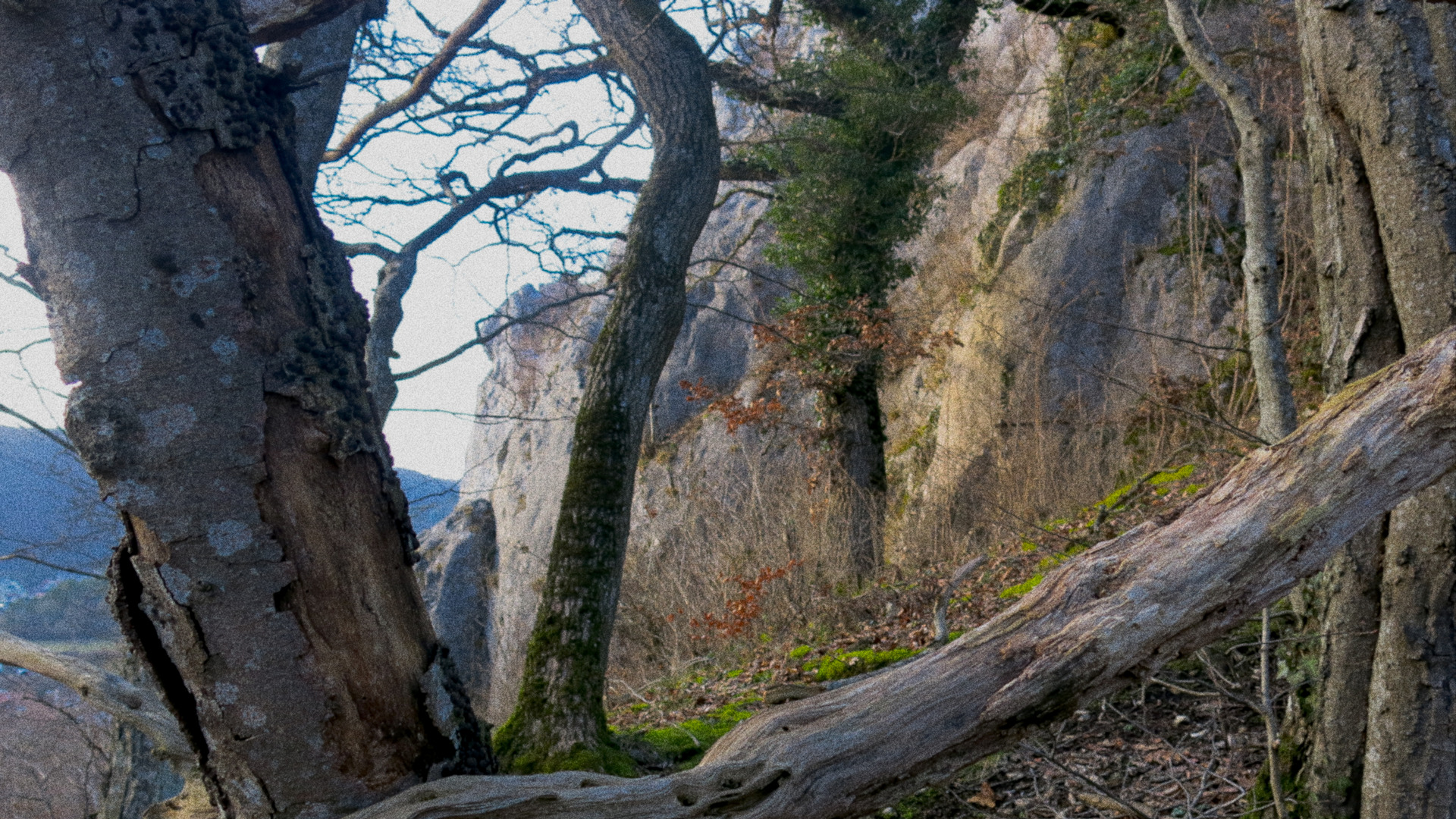 picture of a rocky mountain through dry trees